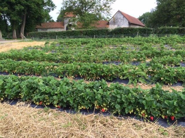 Bed and Breakfast La Ferme Du Bois Quesnoy Saint-Pol-sur-Ternoise Экстерьер фото