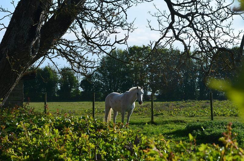 Bed and Breakfast La Ferme Du Bois Quesnoy Saint-Pol-sur-Ternoise Экстерьер фото